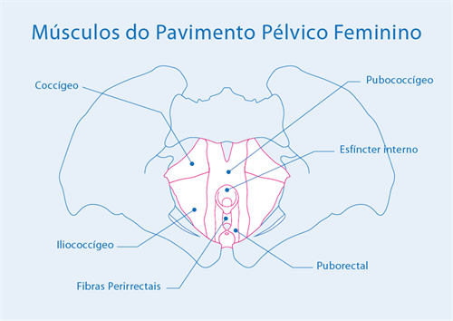 NT_Musculos Pavimento Pelvico Fem